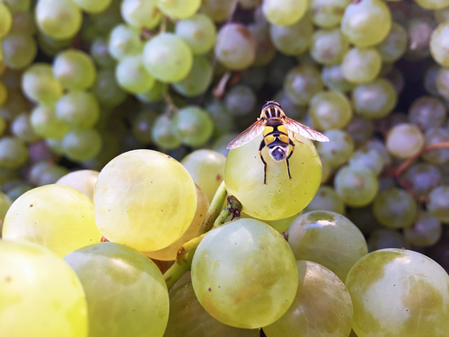 Bees and Wine, Charter Bus Rental New England