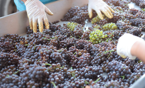 wine making, Bus Rental Maine