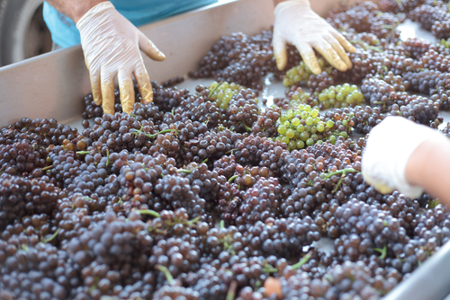 wine making, Bus Rental Maine